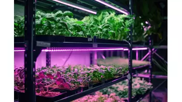 Benefits of Full Spectrum LED Grow Lights