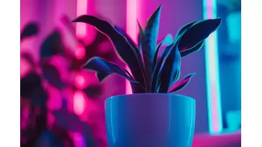 Fluorescent Lights for Indoor Gardening