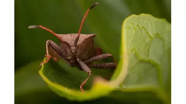 How to get rid of squash bugs fast - Growcycle