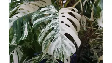 Monstera Albo: Tips and Tricks for Thriving Growth