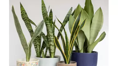 Snake Plant Care: Tips for a Thriving Sansevieria - Growcycle