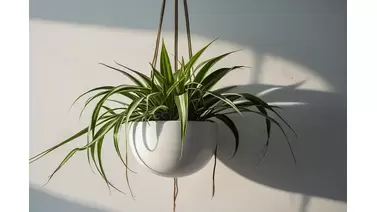 Spider Plant Care Guide: How to Grow Lush and Vibrant Chlorophytum