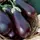 Eggplant, Black Beauty - 1lb