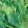 Endive, Broad Leaf Batavian - 1/2lb