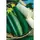 Gourds, Luffa - 1/2lb