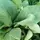 Mustard, Florida Broadleaf - 4oz