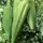 Okra, Long Pod Green - 1lb