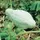 Squash, Improved Green Hubbard - 1/2lb