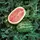 WATERMELON, ALLSWEET 1/2 LB EACH