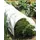 WSP 10'x1'6" Polythene Grow Tunnel