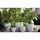 Palm Spring 10" Pc Lily Cache MLB