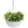 Algreen 14" Acerra Hanging Basket White