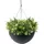 Algreen 14" Acerra Hanging Basket Black