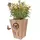 Panacea Butterfly Shelter w/ Wood Planter