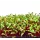 Microgreens, Early Wonder Green Top - 2 Gram