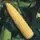 CORN, GOLDEN QUEEN - 1LB EACH