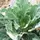 Collards, Vates - 4oz