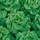 LETTUCE, BUTTERCRUNCH 1/2 LB EACH