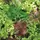 LETTUCE, MESCLUN SALAD MX 1/2
