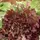 Lettuce, Red Salad Bowl - 1/2lb