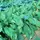 Mustard-Spinach, Tendergreen - 1lb