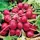 RADISH, EARLY SCAR. GLOBE 1 LB EACH