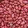 Beans, Red Peanut Bush - 1/2lb