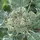 Broccoli, Calabrese - 1lb