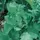 Broccoli, Raab Spring - 1lb