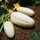 Cucumber, White Wonder - 1lb