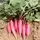 RADISH, CHINA ROSE WINTER 1 LB EACH
