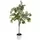 Algreen 53" Ficus Tree