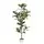 Algreen 70" Ficus