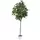 Algreen 74" Magnolia