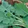 Kale, Hanover Salad - 4oz