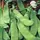 PEAS, DWARF GREY SUGAR - 1LB EACH