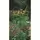 Panacea 84" Black Double Hook