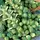 Brussel Sprouts, Long Island - 1lb