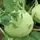 Kohlrabi, Early White Vienna - 1lb
