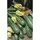 SQUASH, COCOZELLE 1/2 LB BAG EACH