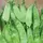 Peas, Oregon Sugar Pod II - 1lb