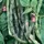 Beans, Rattlesnake Pole - 1/2lb