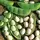 Limas, White Dixie Butterpea - 1/2lb