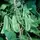 Limas, Woods Prolific - 1/2lb