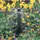 Rain Bird MPR Bubbler Nozzle 5' Half Circle Blue | A47028