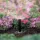 Rain Bird MPR Nozzle 8' Quarter Circle | A4702001