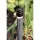 1/2" FNPT 5 gph Plastic Light Brown PC Series Pressure Compensating Low Flow Drip Bubbler | RBXPCT05