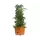 Tomato Tree w/3' Tower