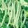 BEANS, BLUE LAKE FM1 POLE-1 LB EACH