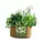 Panacea 5Gal Grow Bag Herbs